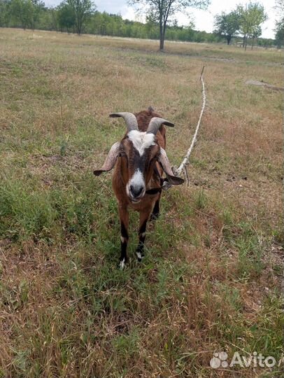 Продаются козы