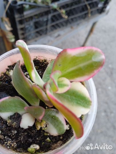 Толстянка вариегатная