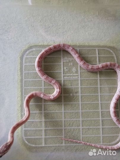 Змея. Маисовый полоз