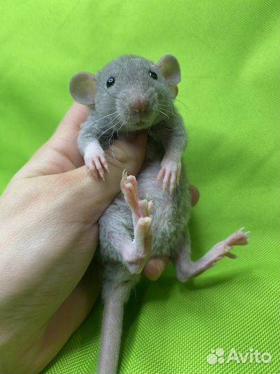 Крысята дамбо. Питомник. Шикарные малыши