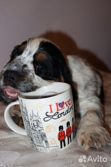 Щенок английский кокер спаниель