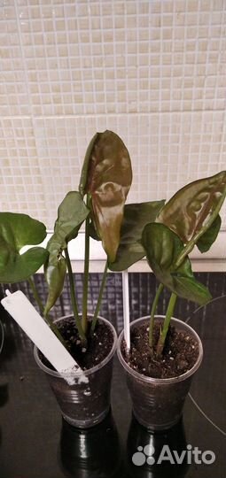 Сингониумы сортовые 1