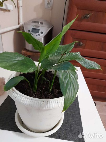 Спатифилум