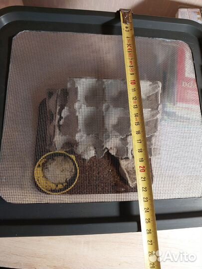 Кормовые тараканы Мраморные