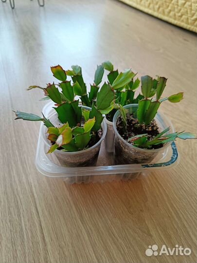 Декабрист, антуриум