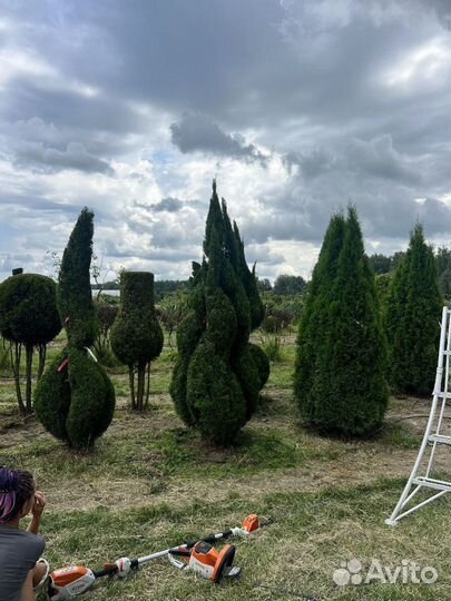 Туя Смарагд для живой изгороди