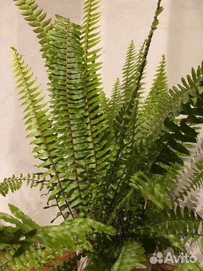Папоротник нефролепис возвышенный (детки)