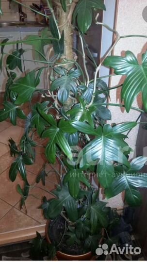 Цветок комнатный Филодендрон