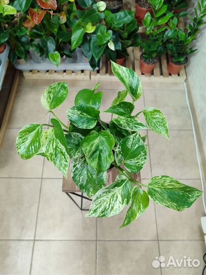 Эпипремнум Marble Queen