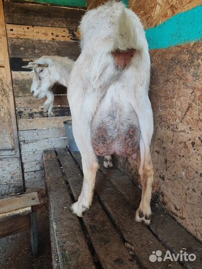 Дойные козы