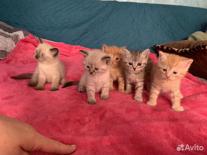 Котята британцы помесь.на бронь