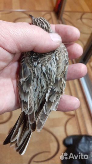 Жаворонок полевой