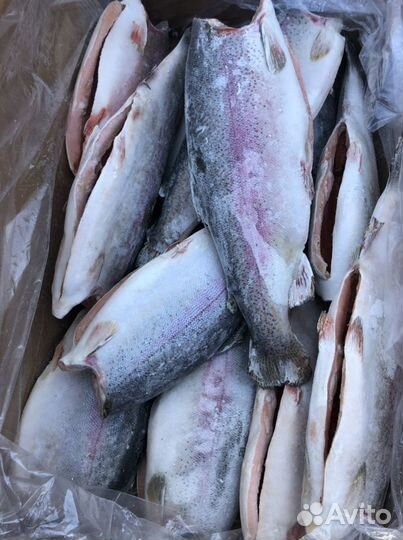 Рыба свежая мороженая. Оптом