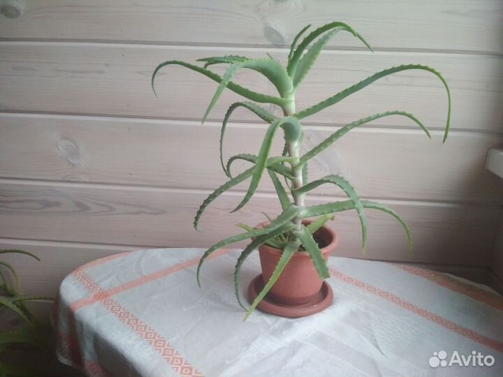 Алоэ столетник в горшке