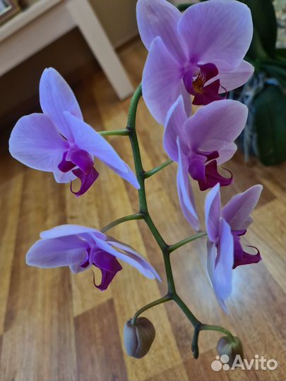 Орхидея фаленопсис