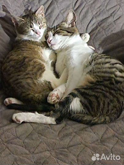 Кот и кошечка в добрые руки
