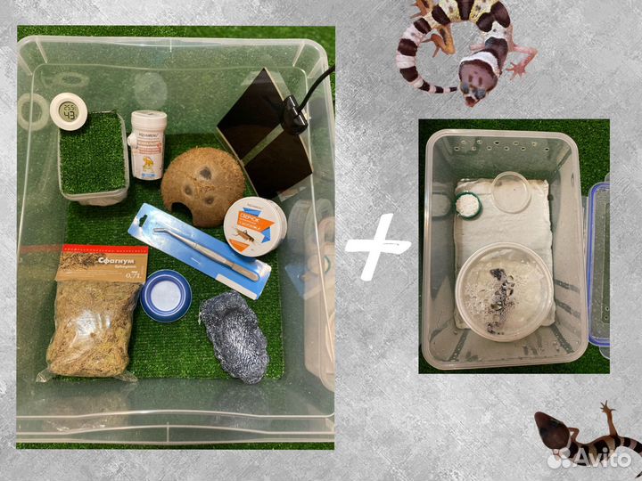 Малыши эублефара + полный комплект для содержания