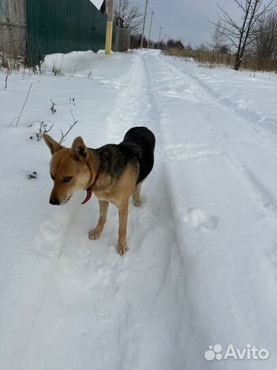 Собака в добрые руки