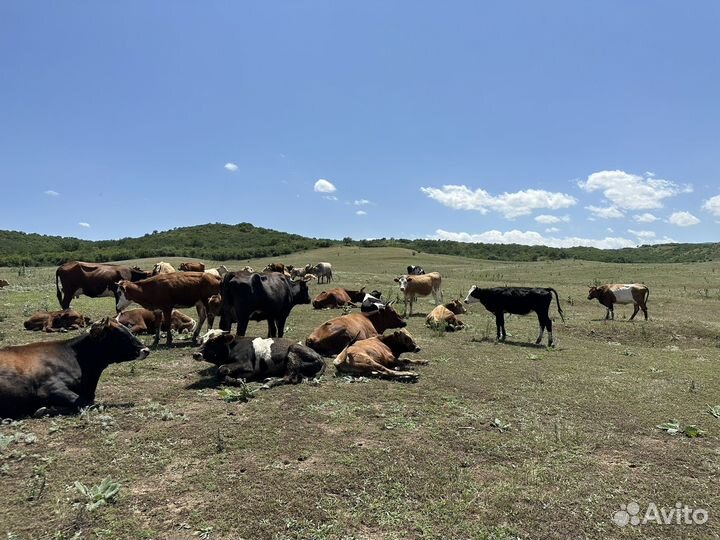 Стадо коров