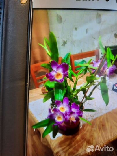 Орхидея дендробиум