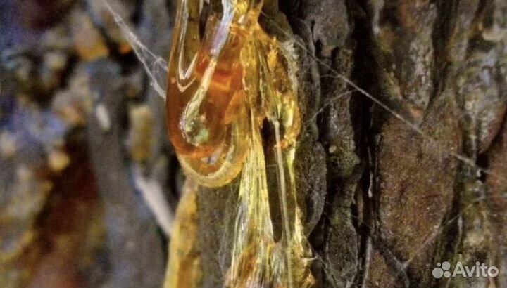 Сосновая смола живица