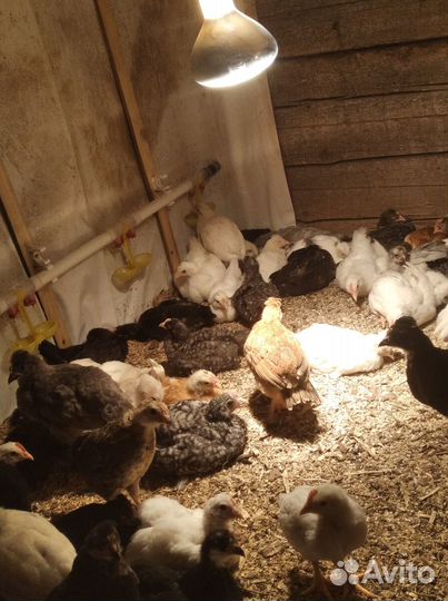 Продам двухмесячных петушков