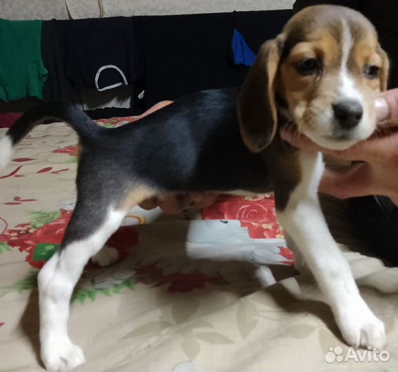 Щенки бигль