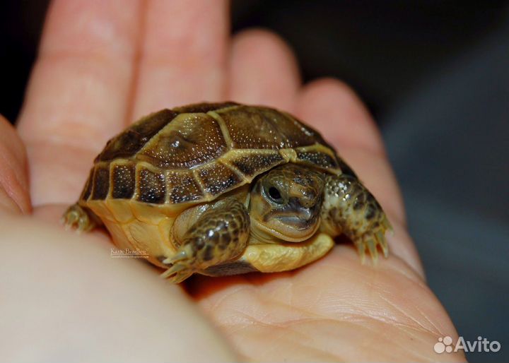 Черепашки сухопутные