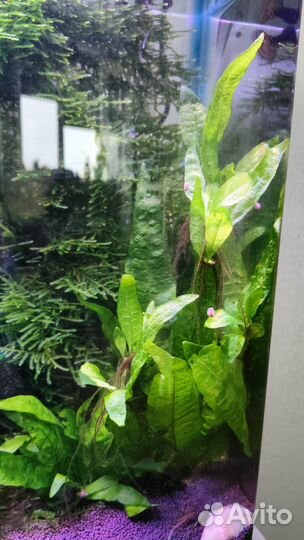 Мох и папоротник для аквариума