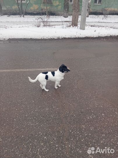 Джек рассел терьер