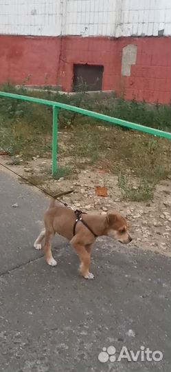 Отдам в добрые руки