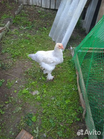 Петушки брама