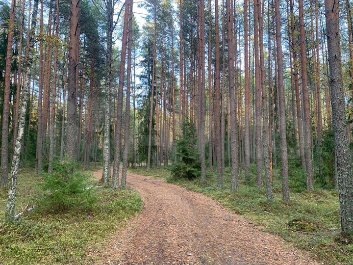 Участок 25 сот. (ИЖС)