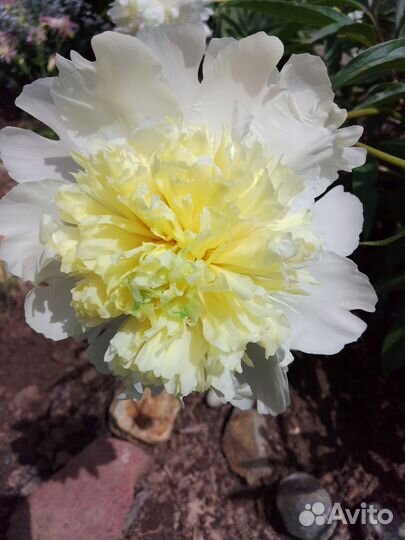 Пион желтый саженцы