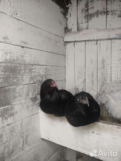 Брама, павловские, амерауканы