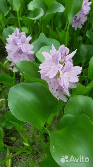 Водный гиацинт, пистия