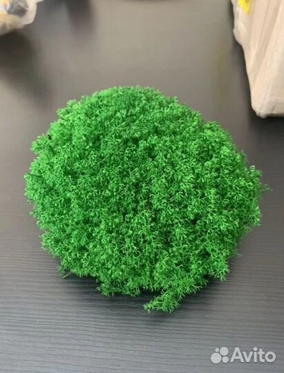 Стабилизированный мох от производителей