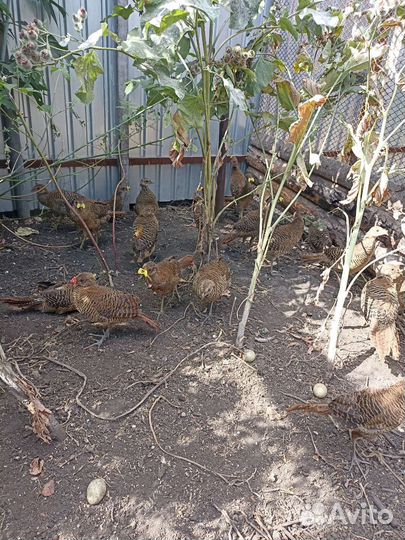 Золотые фазаны