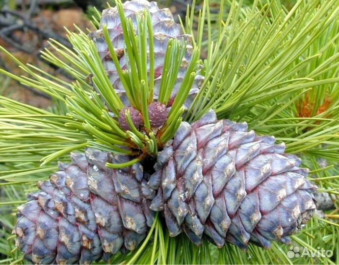 Шишка кедровая