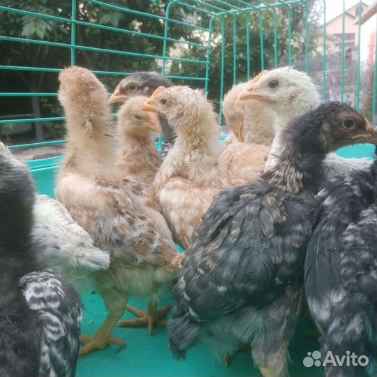 Цыплята доминант