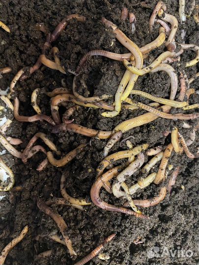 Черви дендробена