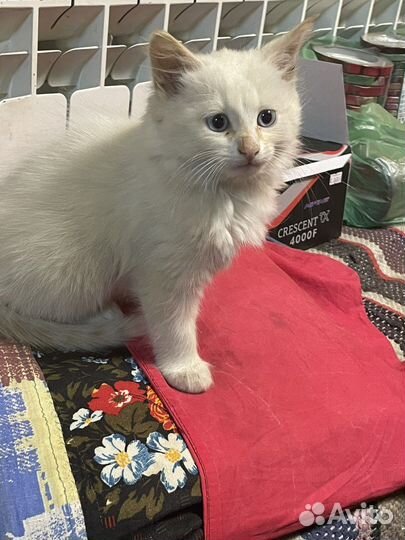 Котята сибирской кошки