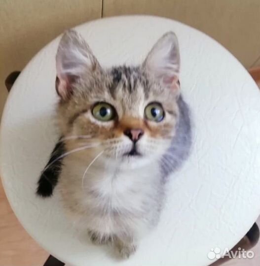 Кошка в дар