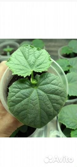 Рассада огурцов