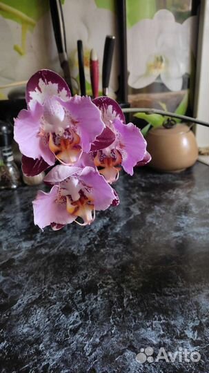 Орхидея фаленопсис бабочка