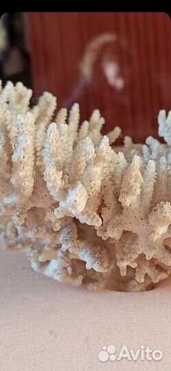 Коралл в аквариум