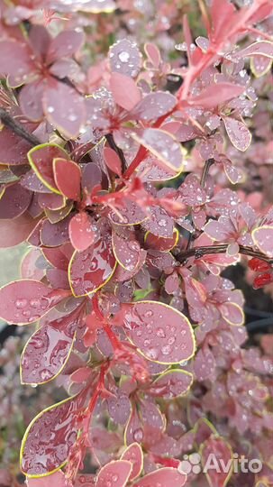 Барбарис Тунберга 