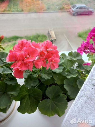 Пеларгония герань