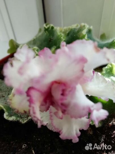 Фиалка. Детки, листы