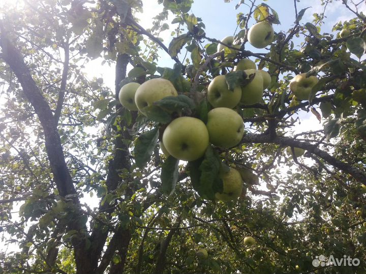 Черенки для прививки